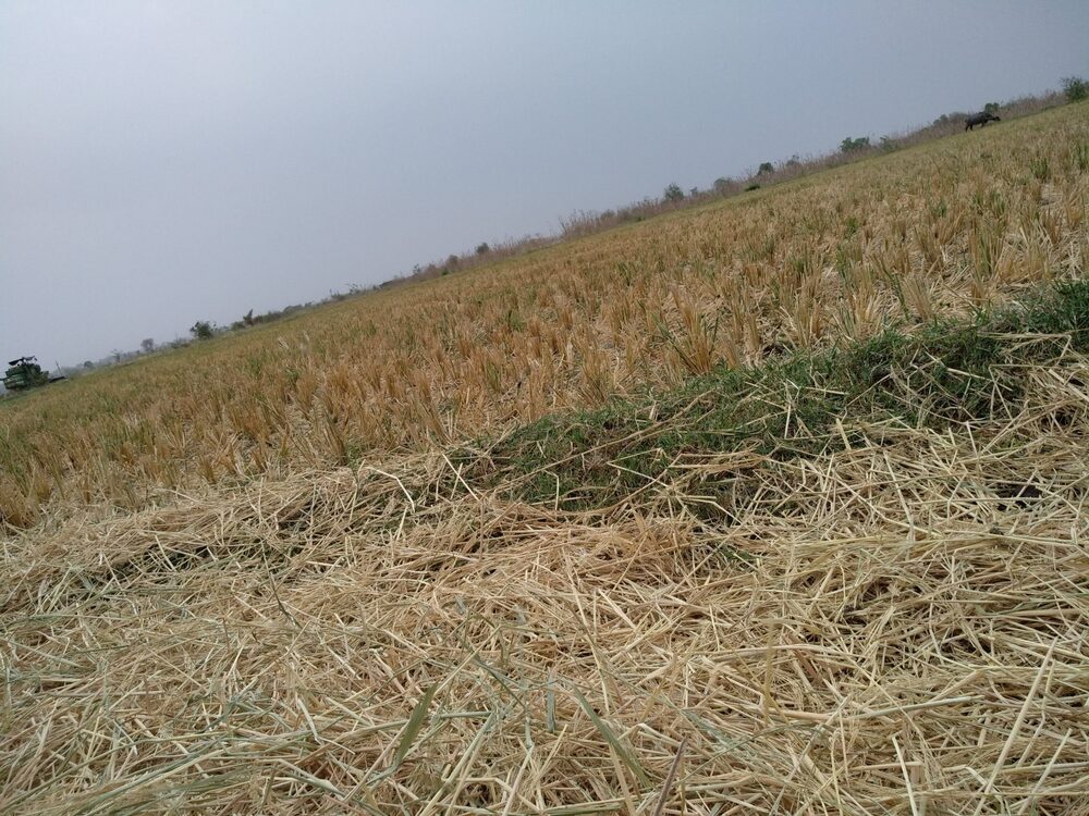 Siccità e eventi climatici estremi in agricoltura