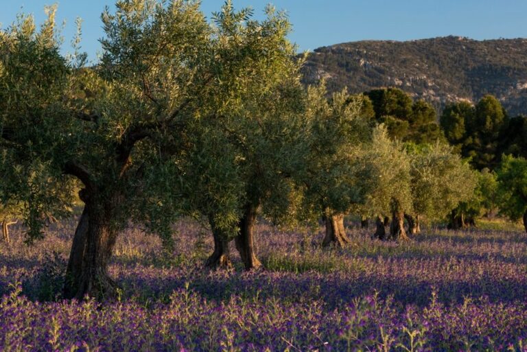 Giacenze di olio d'oliva in Italia